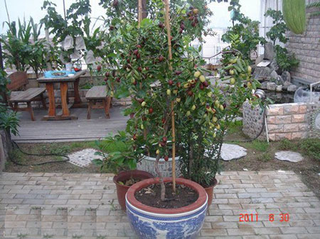 盆栽枣树图片及养护方法要点