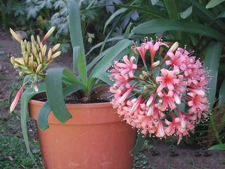 花卉植物大地百合（卡鲁百合）图片