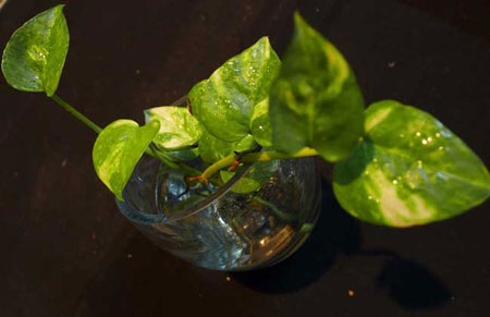 水培植物绿萝多久换一次水？
