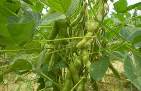 黄豆的种植技术和田间管理要点