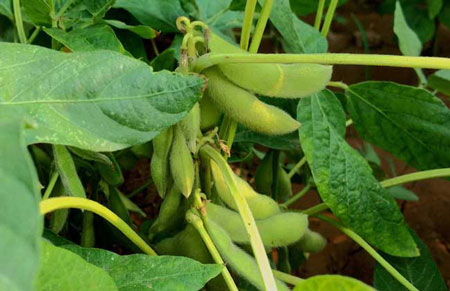黄豆的生长周期和生长过程介绍