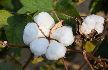 棉花的用途有哪些？棉花的作用和用途介绍
