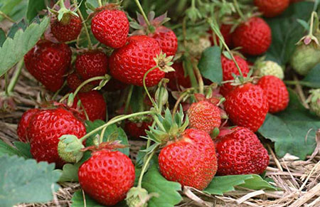 草莓种子的采集、处理和播种方法