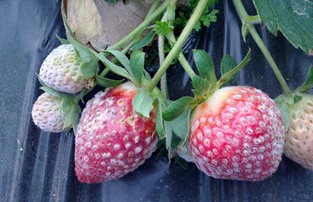 草莓白粉病的危害症状和防治方法