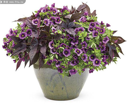 深紫色的牵牛花盆栽图片