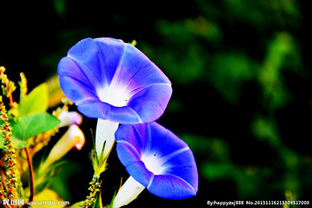 两朵紫色喇叭花绽放图片