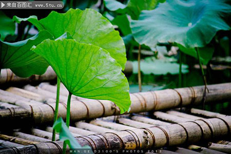 夏天荷塘绿色荷叶植物图片
