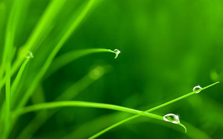 精选绿色植物水滴背景素材图片