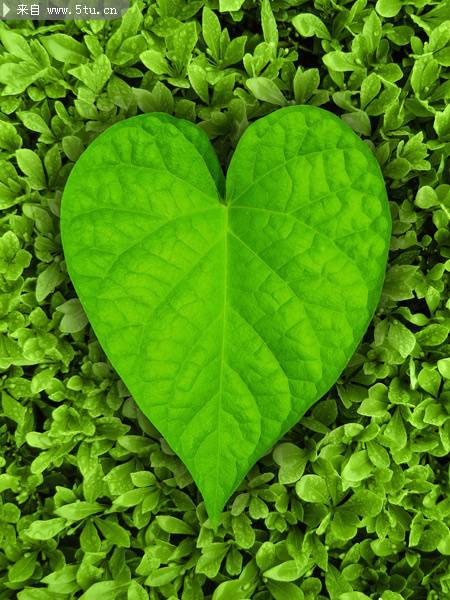 绿色植物心形叶子图片