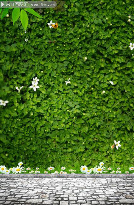 墙上的一片绿色植物图片