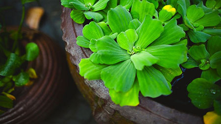 高清绿色植物背景图片
