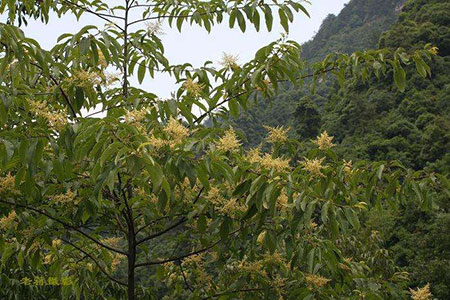 垂枝泡花树是一种什么植物？垂枝泡花树图片及简介