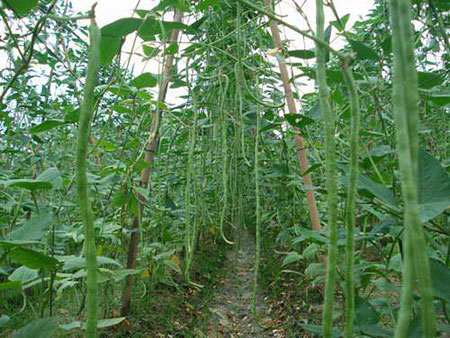 长豆角怎么种植？长豆角种植时间和种植方法介绍
