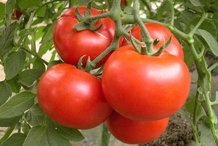 番茄什么时候种植？番茄种植时间和种植方法介绍
