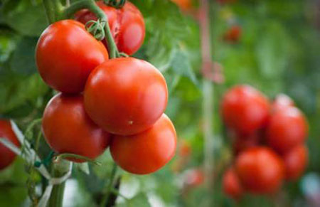 西红柿什么时候播种？西红柿种植时间和种植方法介绍