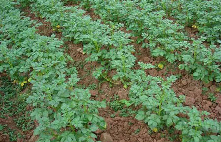 土豆什么时候种植？土豆种植时间和种植方法