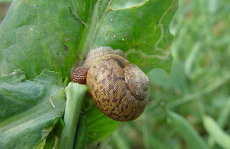 灰巴蜗牛的危害症状及防治方法（图片）