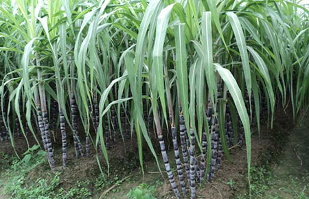 甘蔗田间除草剂的使用方法和注意事项
