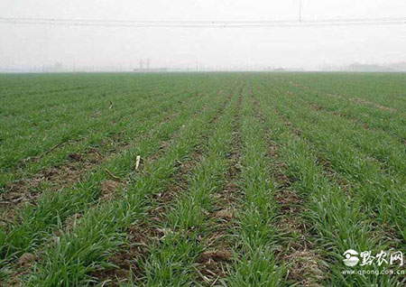 小麦出苗后可用哪些除草剂？