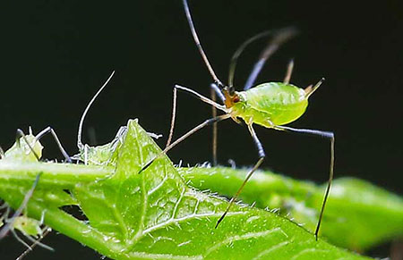 蚜虫危害怎么治理？蚜虫的生物防治方法