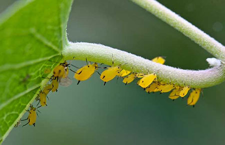 蚜虫的危害有哪些？蚜虫的危害及防治方法