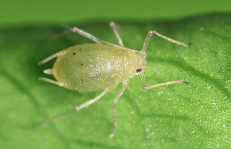 防治蚜虫有哪些特效药？哪些农药能杀灭蚜虫？