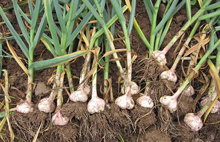 大蒜专用肥怎么配置？种植大蒜需要哪些肥料？