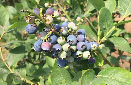 蓝莓可以用来泡酒吗？蓝莓泡酒的功效与作用及制作方法