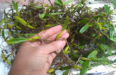 石串莲是什么？石串莲的功效与作用及养殖方法介绍