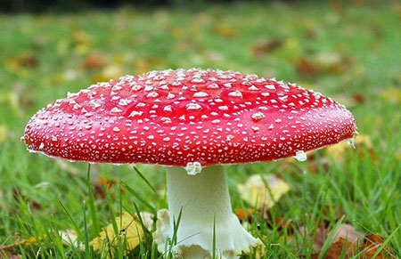 什么样的蘑菇是有毒的？识别毒蘑菇的方法与技巧