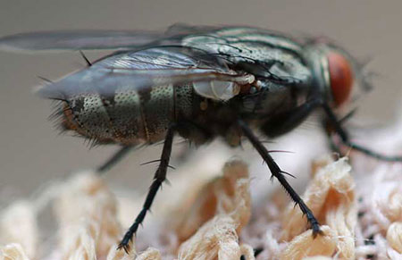 家里苍蝇多怎么办？怎么消灭苍蝇最有效？